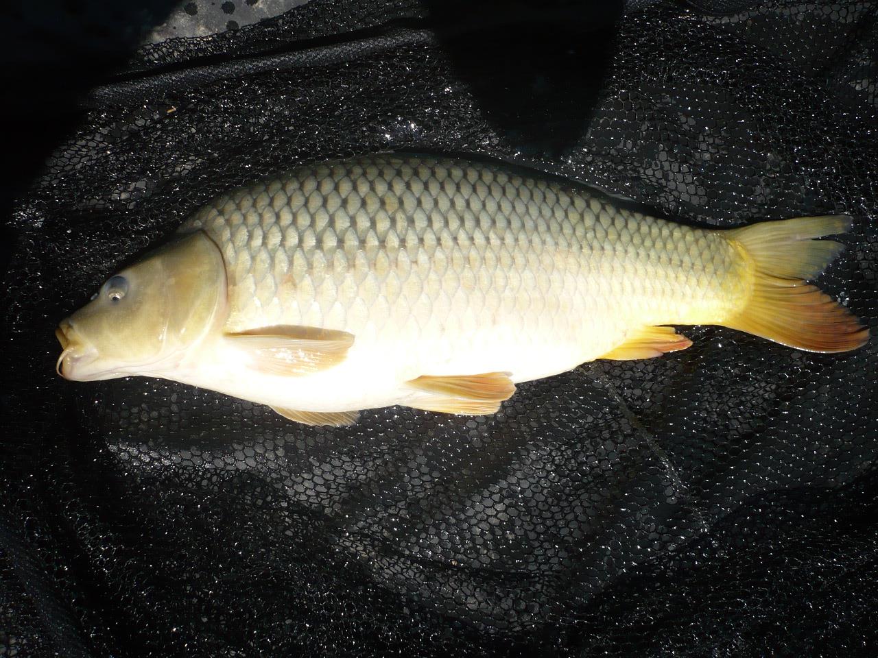 Magura 9 - 08.MAI.2014 - p1020358.JPG